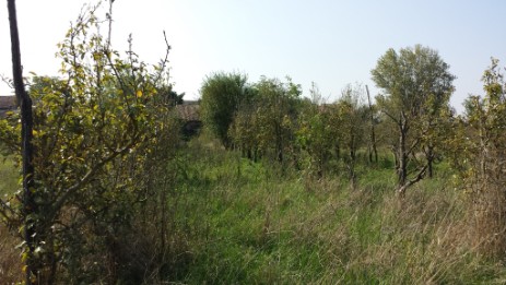 Foto dell'abbandono in cu versavano i terreni prima del Germoglio